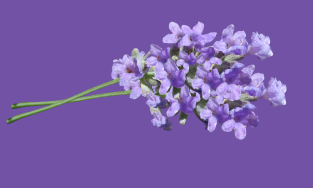 Bangalore Funeral Services, Bangalore